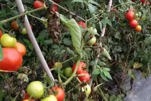 图片[9]-西红柿露地种植的方法和要点？露地种植西红柿要掌握哪些关键技术？-会东网