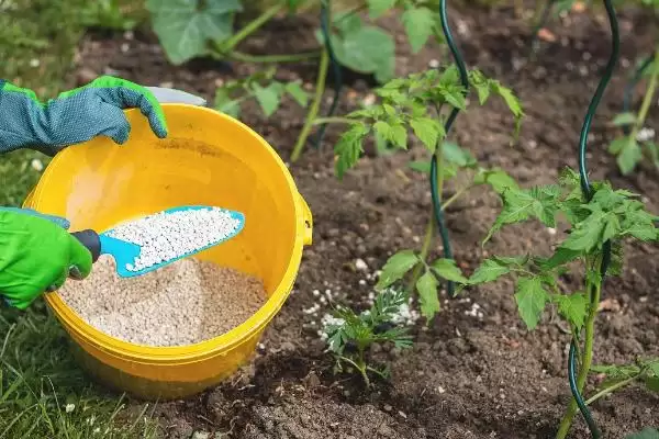 西红柿在苗期发生徒长的处理方法和要点？处理西红柿苗期徒长需注意什么？插图1