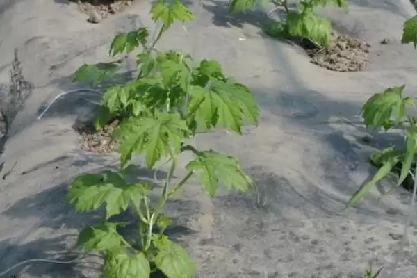 苦瓜的种植方法 ,苦瓜在什么样的土地种植为宜呢?插图4 苦瓜的种植方法 ,苦瓜在什么样的土地种植为宜呢?插图4