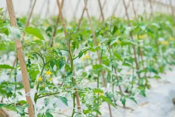 图片[6]-西红柿露地种植的方法和要点？露地种植西红柿要掌握哪些关键技术？-会东网