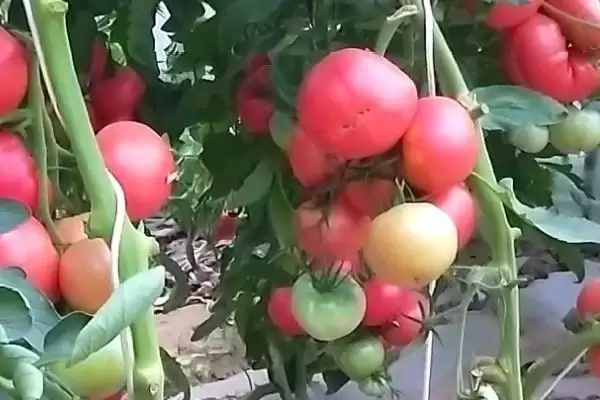 西红柿细菌性病害的症状和要点？判断西红柿细菌性病害需注意什么？插图4