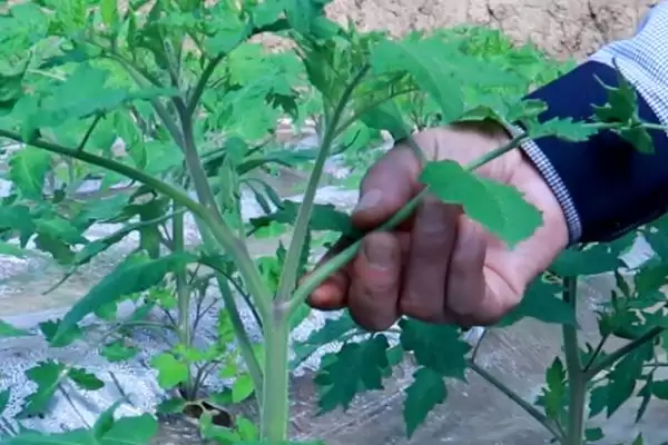 西红柿剪枝的方法和要点？给西红柿剪枝需掌握哪些关键技巧？插图2