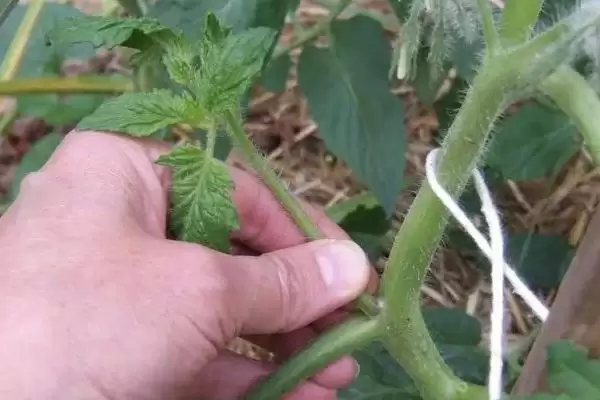 西红柿剪枝的方法和要点？给西红柿剪枝需掌握哪些关键技巧？插图1