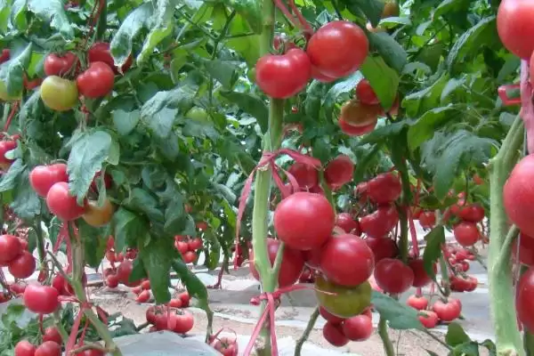 西红柿的基本介绍和要点？了解西红柿需关注哪些关键信息？插图3