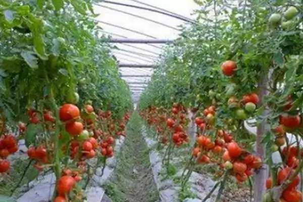 西红柿追施肥的方法和要点?给西红柿追肥需掌握哪些关键技巧?插图2 西红柿追施肥的方法和要点?给西红柿追肥需掌握哪些关键技巧?插图2