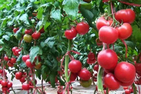 如何预防番茄空洞果？种植番茄预防空洞果要运用哪些预防方法？插图2