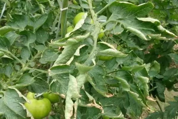 西红柿卷叶的原因和解决要点？解决西红柿卷叶问题需注意什么？插图2