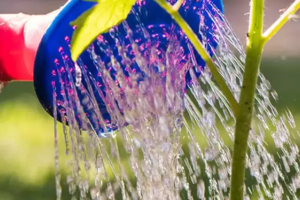 西红柿浇水的方法和要点?给西红柿浇水需掌握哪些关键技巧?插图2 西红柿浇水的方法和要点?给西红柿浇水需掌握哪些关键技巧?插图2