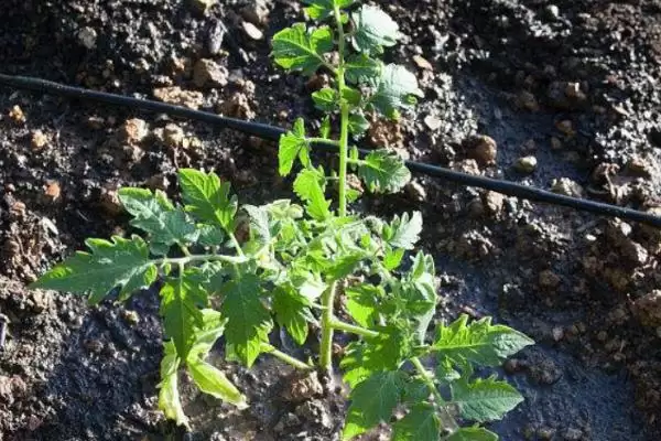 西红柿浇水的方法和要点?给西红柿浇水需掌握哪些关键技巧?插图1 西红柿浇水的方法和要点?给西红柿浇水需掌握哪些关键技巧?插图1