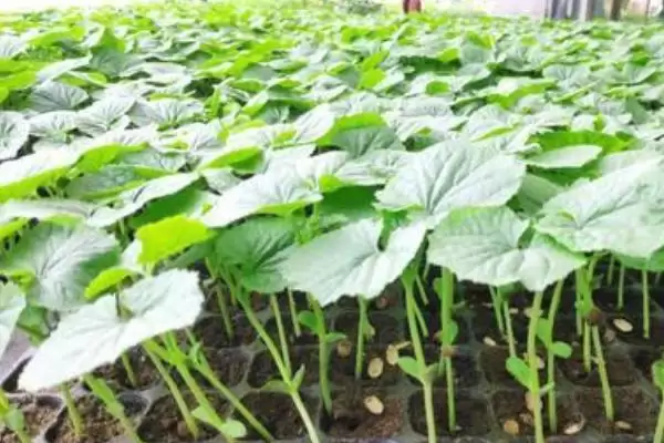 苦瓜的种植方法 ,苦瓜在什么样的土地种植为宜呢?插图3 苦瓜的种植方法 ,苦瓜在什么样的土地种植为宜呢?插图3