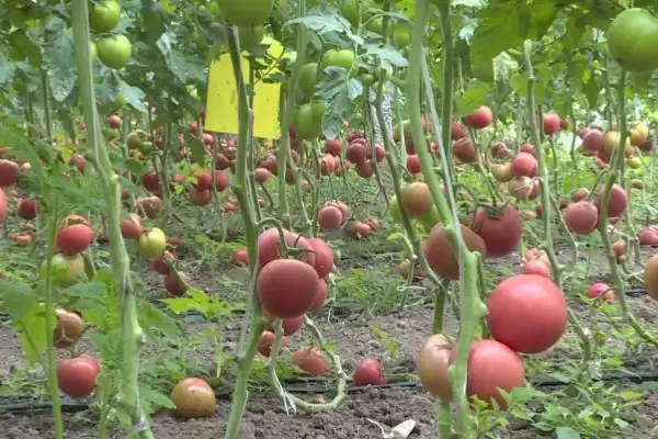 西红柿细菌性病害的症状和要点？判断西红柿细菌性病害需注意什么？插图6