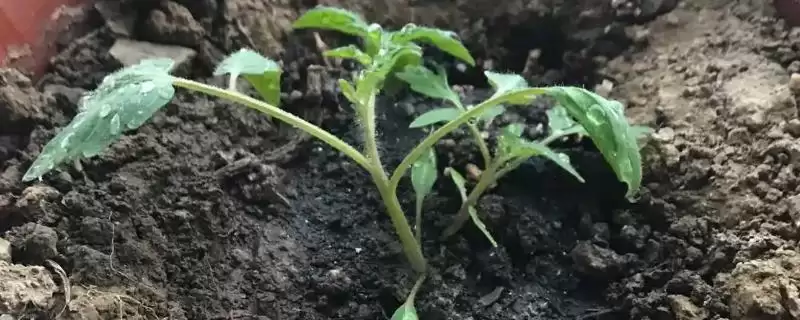 西红柿生长过程的要点和规律？了解西红柿生长需关注哪些方面？-会东网