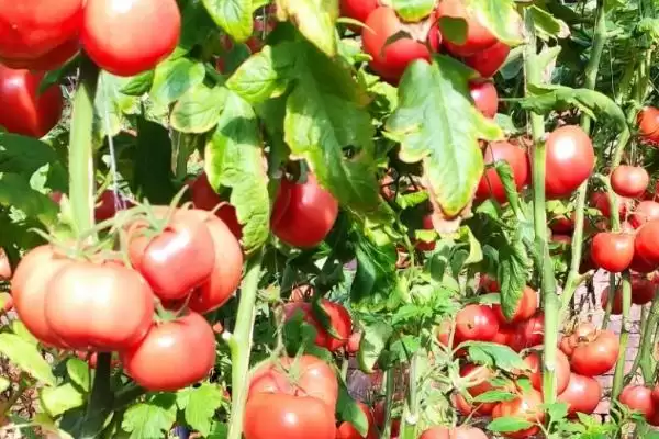 西红柿浇水的方法和要点?给西红柿浇水需掌握哪些关键技巧?插图5 西红柿浇水的方法和要点?给西红柿浇水需掌握哪些关键技巧?插图5