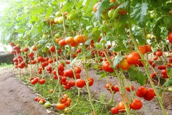 西红柿细菌性病害的症状和要点？判断西红柿细菌性病害需注意什么？插图7