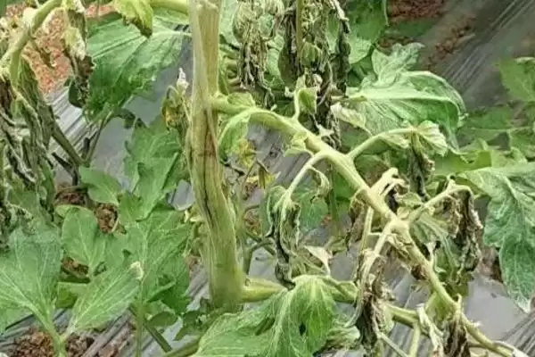 西红柿细菌性病害的症状和要点？判断西红柿细菌性病害需注意什么？插图2