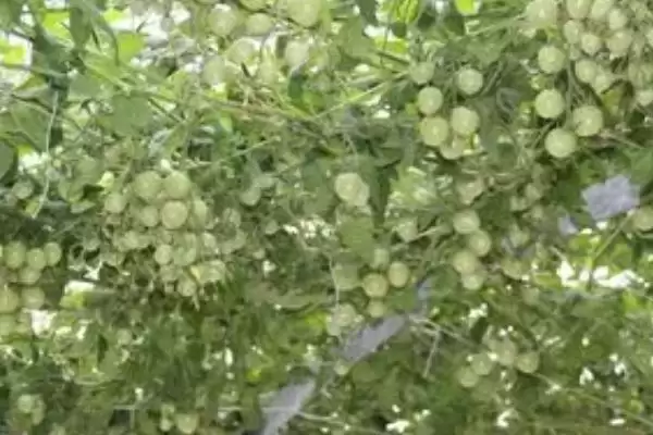 什么是番茄树?认识番茄树要了解哪些关键的植物形态和生长特性?插图3 什么是番茄树?认识番茄树要了解哪些关键的植物形态和生长特性?插图3