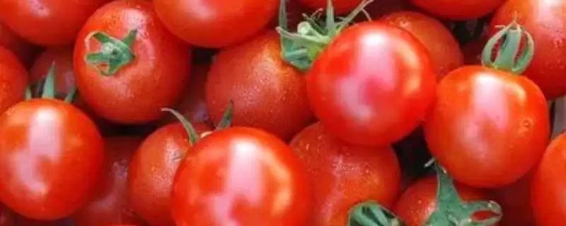 西红柿卷叶的原因和解决要点？解决西红柿卷叶问题需注意什么？-会东网