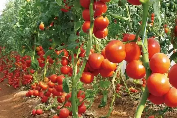 选择番茄品种的方法和重点？选择番茄品种要做好哪些细节？插图5