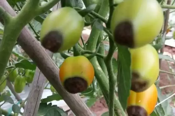 西红柿底部发黑腐烂的原因和防治要点？防治西红柿底部病害需注意什么？插图4