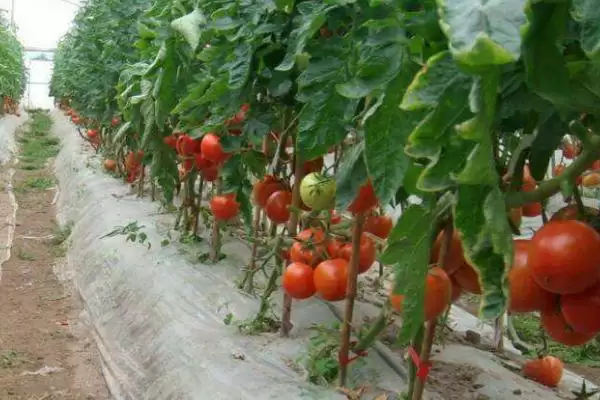 如何预防番茄空洞果？种植番茄预防空洞果要运用哪些预防方法？插图1