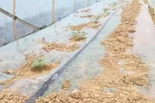 嫁接西瓜苗的新方法 ,嫁接西瓜苗有怎样的新方法？插图2