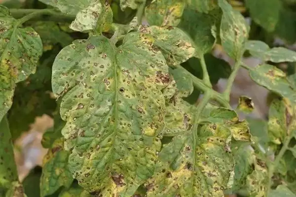 西红柿细菌性病害的症状和要点？判断西红柿细菌性病害需注意什么？插图1