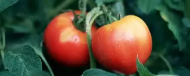 西红柿的基本介绍和要点？了解西红柿需关注哪些关键信息？-会东网