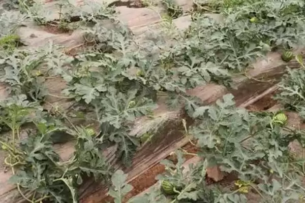 嫁接西瓜苗的新方法 ,嫁接西瓜苗有怎样的新方法？插图3