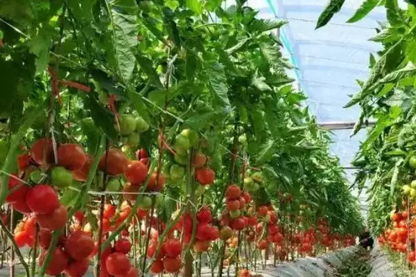 西红柿卷叶的原因和解决要点？解决西红柿卷叶问题需注意什么？插图3