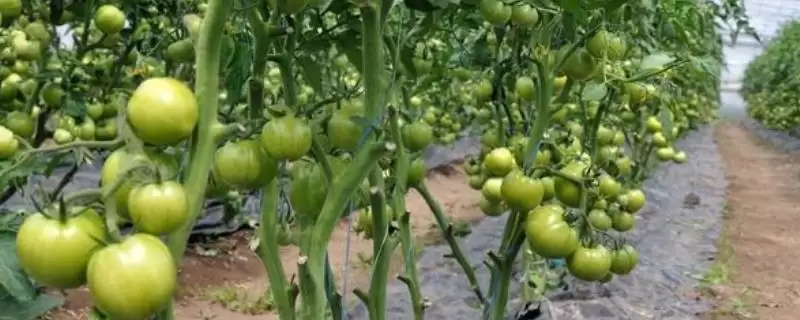 延长番茄结果的方法和重点？延长番茄结果要做好哪些细节？-会东网