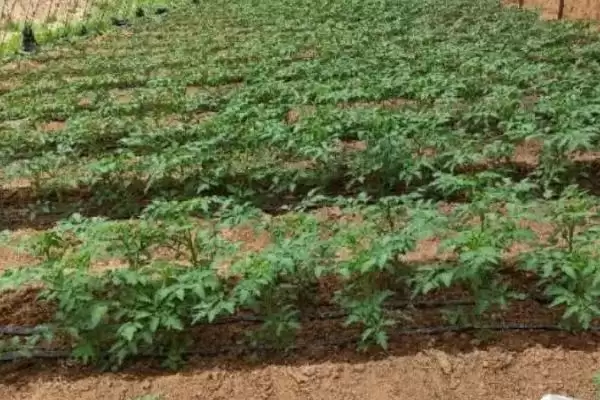 西红柿在苗期发生徒长的处理方法和要点？处理西红柿苗期徒长需注意什么？插图2