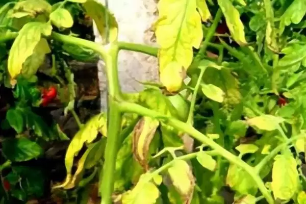 西红柿缺镁的症状和要点？判断西红柿缺镁需关注哪些关键表现？插图3