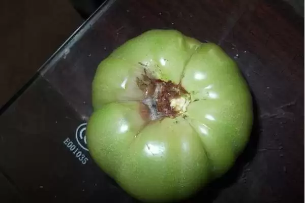 西红柿烂果的处理方法和要点？处理西红柿烂果需掌握哪些关键步骤？插图3