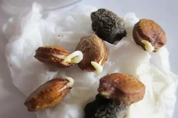 苦瓜的种植方法 ,苦瓜在什么样的土地种植为宜呢?插图2 苦瓜的种植方法 ,苦瓜在什么样的土地种植为宜呢?插图2