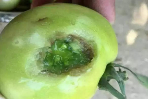 西红柿是否容易出现病害的要点和分析？分析西红柿病害情况需关注什么？插图2