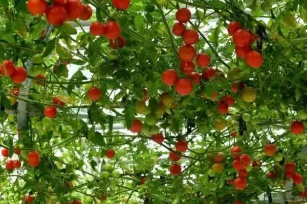 什么是番茄树?认识番茄树要了解哪些关键的植物形态和生长特性?插图2 什么是番茄树?认识番茄树要了解哪些关键的植物形态和生长特性?插图2