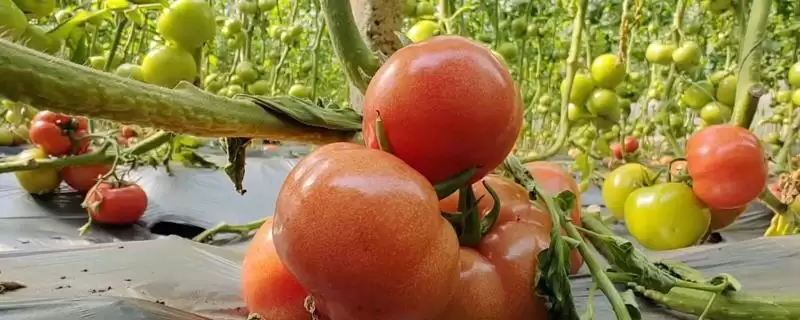 西红柿浇水的方法和要点？给西红柿浇水需掌握哪些关键技巧？-会东网