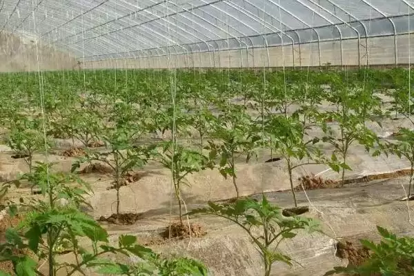 图片[4]-西红柿露地种植的方法和要点？露地种植西红柿要掌握哪些关键技术？-会东网