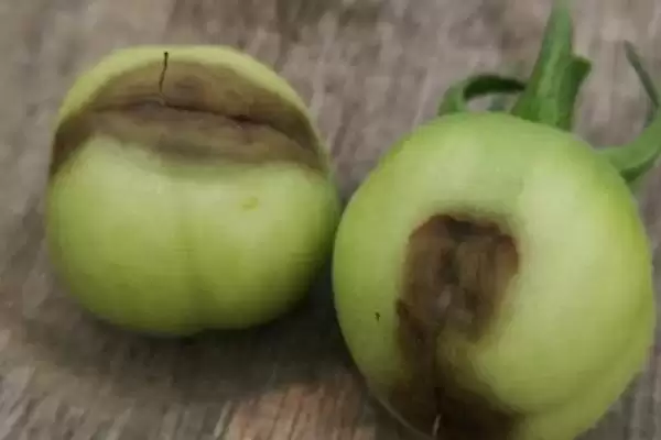 西红柿烂果的处理方法和要点？处理西红柿烂果需掌握哪些关键步骤？插图2