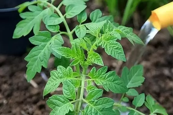 西红柿浇水的方法和要点?给西红柿浇水需掌握哪些关键技巧?插图3 西红柿浇水的方法和要点?给西红柿浇水需掌握哪些关键技巧?插图3