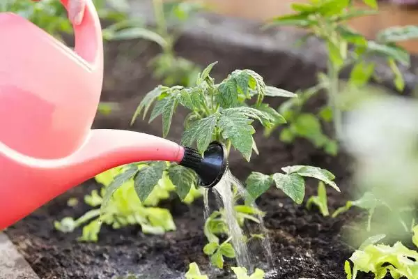 西红柿在苗期发生徒长的处理方法和要点？处理西红柿苗期徒长需注意什么？插图3