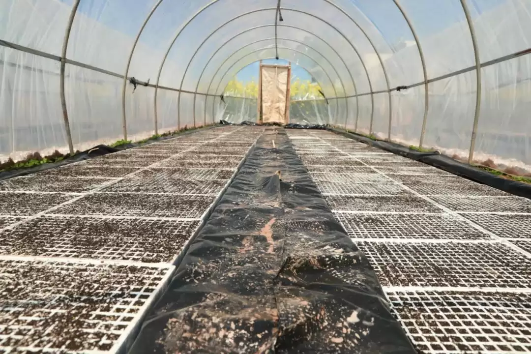 会东：以精细化育苗，推动烟草产业高质量发展插图6