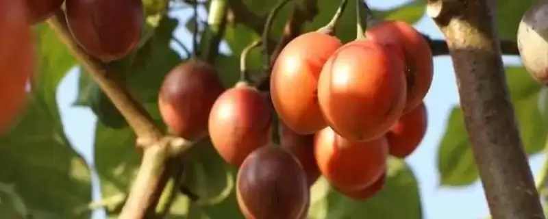 什么是番茄树？认识番茄树要了解哪些关键的植物形态和生长特性？-会东网