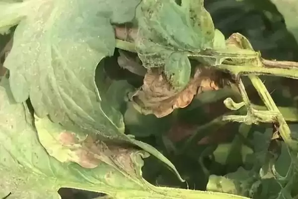 西红柿是否容易出现病害的要点和分析？分析西红柿病害情况需关注什么？插图6