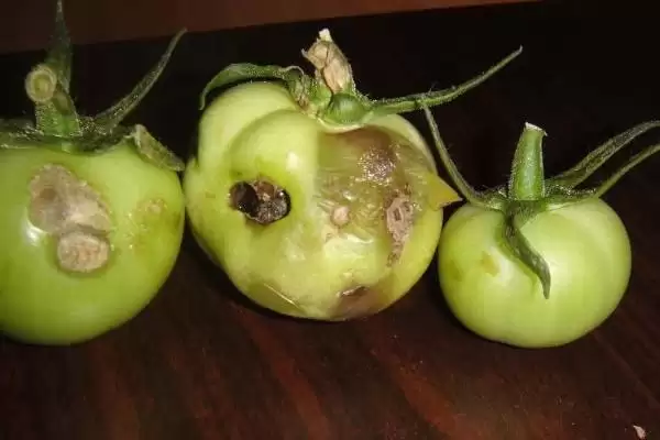 西红柿烂果的处理方法和要点？处理西红柿烂果需掌握哪些关键步骤？插图4