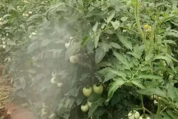图片[8]-西红柿露地种植的方法和要点？露地种植西红柿要掌握哪些关键技术？-会东网