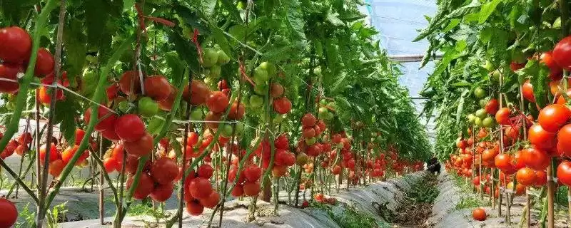 西红柿膨果肥的巧用方法和要点？巧用西红柿膨果肥需注意什么？-会东网