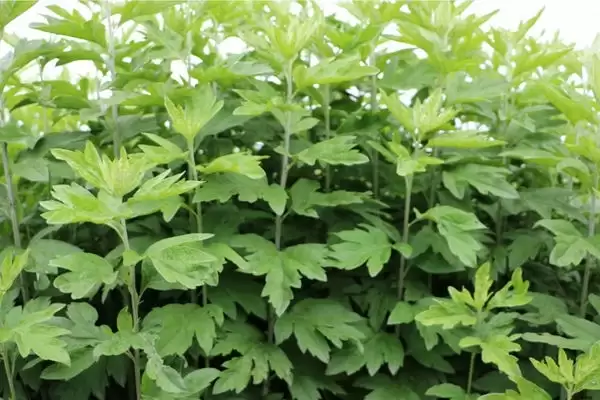 艾蒿和艾叶是同一种植物吗？区别在哪？全面解析两者差异-会东网