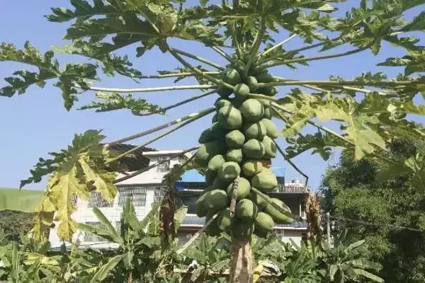 木瓜树截短的学问：青年期修剪主枝和侧枝的技巧插图2
