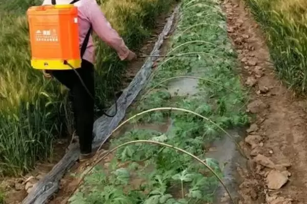 西瓜白粉病的症状和防治要点?防治西瓜白粉病需注意什么?插图3 西瓜白粉病的症状和防治要点?防治西瓜白粉病需注意什么?插图3